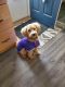 Golden Doodle Puppies for sale in Village of Clarkston, MI 48346, USA. price: $1,200