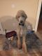 Golden Doodle Puppies for sale in Winfield, TN 37892, USA. price: NA