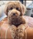 Golden Doodle Puppies for sale in OK-66, Claremore, OK, USA. price: $1,300