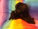 Golden Doodle Puppies for sale in Locust, NC 28097, USA. price: NA