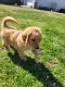 Golden Doodle Puppies for sale in Spartanburg, SC, USA. price: NA