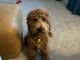 Golden Doodle Puppies for sale in Myrtle Beach, SC, USA. price: NA