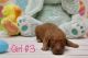 Golden Doodle Puppies for sale in Sasakwa, OK 74867, USA. price: NA