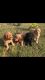 Golden Doodle Puppies for sale in Sherwood, AR, USA. price: NA