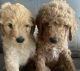 Golden Doodle Puppies for sale in Miramar, FL, USA. price: $2,500