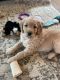 Golden Doodle Puppies for sale in Grand Rapids, MI, USA. price: $1,200