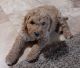 Golden Doodle Puppies for sale in Sioux Falls, SD, USA. price: $800