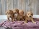 Golden Doodle Puppies for sale in Grabill, IN 46741, USA. price: $1,200