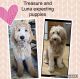 Golden Doodle Puppies for sale in West Palm Beach, FL, USA. price: NA