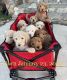 Golden Doodle Puppies for sale in Mt Pleasant, TX 75455, USA. price: NA
