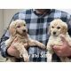 Golden Doodle Puppies for sale in Russellville, AR, USA. price: $1,500