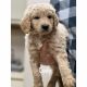 Golden Doodle Puppies for sale in Russellville, AR, USA. price: NA