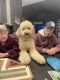 Golden Doodle Puppies for sale in Springfield, MO, USA. price: NA