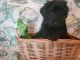 Golden Doodle Puppies for sale in Kingsport, TN 37660, USA. price: NA