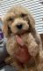 Golden Doodle Puppies for sale in Casa Grande, AZ, USA. price: NA