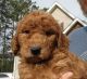 Golden Doodle Puppies for sale in Stella, NC 28582, USA. price: NA