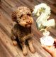 Golden Doodle Puppies for sale in Montgomery, AL, USA. price: $400