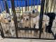 Golden Doodle Puppies for sale in Conover, NC 28613, USA. price: $1,500