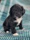 Golden Doodle Puppies for sale in Green Bay, WI, USA. price: NA