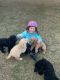 Golden Doodle Puppies for sale in Orem, UT, USA. price: $900