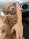 Golden Doodle Puppies for sale in Spring Hill, FL 34613, USA. price: $2,500