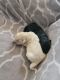 Golden Doodle Puppies for sale in Columbus, GA, USA. price: NA