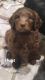 Golden Doodle Puppies for sale in Sapulpa, OK, USA. price: NA