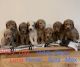 Golden Doodle Puppies for sale in Battle Ground, WA 98604, USA. price: $1,400