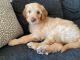 Golden Doodle Puppies for sale in Tustin, CA 92782, USA. price: NA