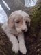 Golden Doodle Puppies for sale in Volant, PA 16156, USA. price: NA