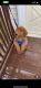 Golden Doodle Puppies for sale in Algonquin, IL, USA. price: NA