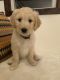 Golden Doodle Puppies for sale in Thomas Jefferson Hwy, Pamplin, VA, USA. price: $600