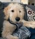 Golden Doodle Puppies for sale in New York, NY, USA. price: $3,000