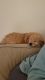Golden Doodle Puppies for sale in Southwick, MA 01077, USA. price: NA