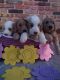 Golden Doodle Puppies for sale in Plant City, FL, USA. price: $1,500