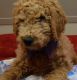 Golden Doodle Puppies for sale in Sterling Heights, MI, USA. price: $1,400