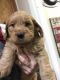 Golden Doodle Puppies for sale in Sherwood, AR, USA. price: $800
