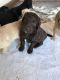 Golden Doodle Puppies for sale in Douglasville, GA 30134, USA. price: NA