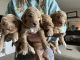 Golden Doodle Puppies for sale in Beaver, UT 84713, USA. price: NA