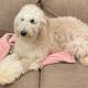 Golden Doodle Puppies for sale in Castle Rock, WA 98611, USA. price: NA