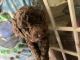 Golden Doodle Puppies for sale in Baton Rouge, LA, USA. price: NA