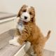 Golden Doodle Puppies for sale in Connecticut St, Los Angeles, CA 90015, USA. price: NA