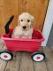 Golden Doodle Puppies for sale in Middlefield, OH 44062, USA. price: $750