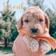 Golden Doodle Puppies for sale in Lake Park, NC 28079, USA. price: NA