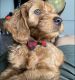 Golden Doodle Puppies for sale in Tamarac, FL, USA. price: NA