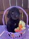 Golden Doodle Puppies for sale in Middletown, PA 17057, USA. price: NA