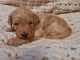 Golden Doodle Puppies for sale in Meadville, PA 16335, USA. price: $1,000