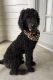 Golden Doodle Puppies for sale in Medical Dr, San Antonio, TX, USA. price: NA