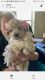 Golden Doodle Puppies for sale in Redding, CA, USA. price: $1,200