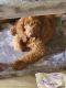 Golden Doodle Puppies for sale in Fort Lauderdale, FL, USA. price: NA